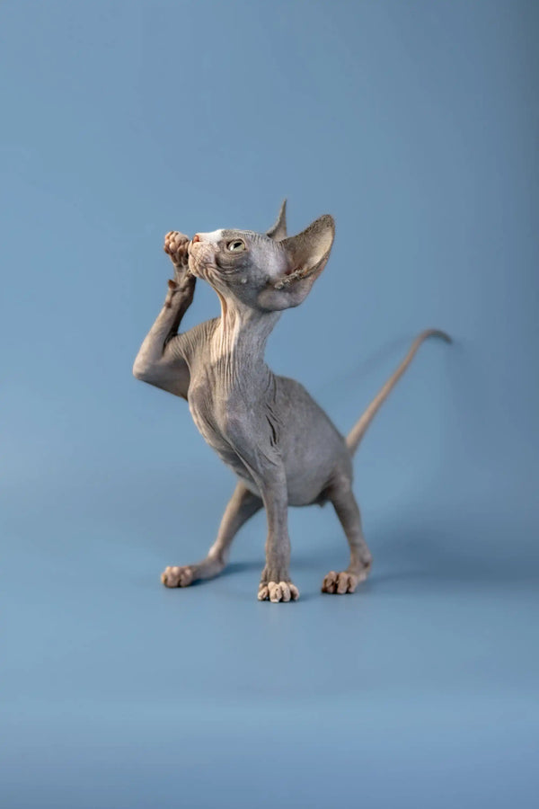 Hairless Canadian Sphynx kitten on hind legs with paw raised to ear, adorable pose
