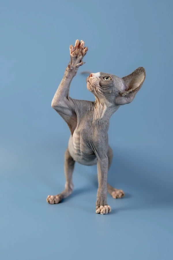 Hairless Canadian Sphynx kitten standing on hind legs with one paw raised up