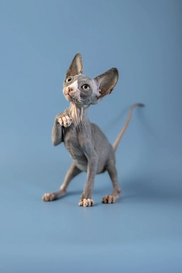 Hairless Canadian Sphynx kitten with big ears and wrinkled skin standing tall