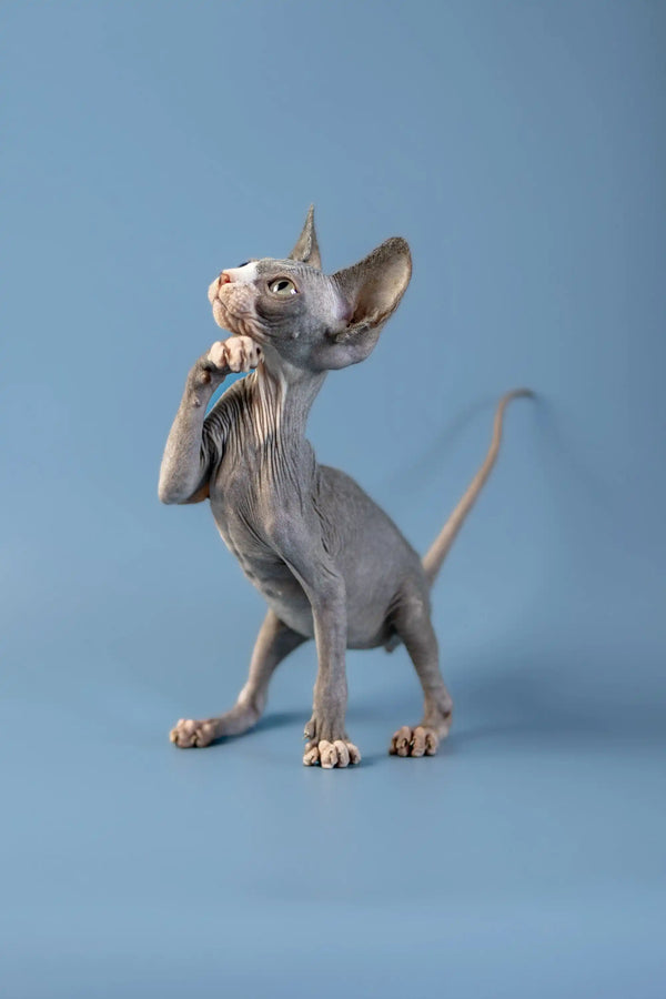 Hairless Canadian Sphynx kitten with wrinkled skin alert and ready for fun