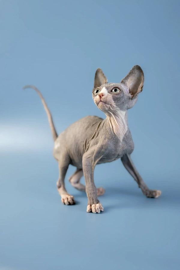 Hairless Canadian Sphynx kitten with big ears and wrinkled skin standing alert