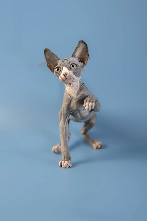 Hairless Canadian Sphynx kitten with big ears and wrinkled skin on a surface