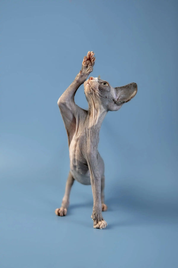 Hairless Canadian Sphynx dog standing on hind legs, playful and lively like a Sphynx kitten