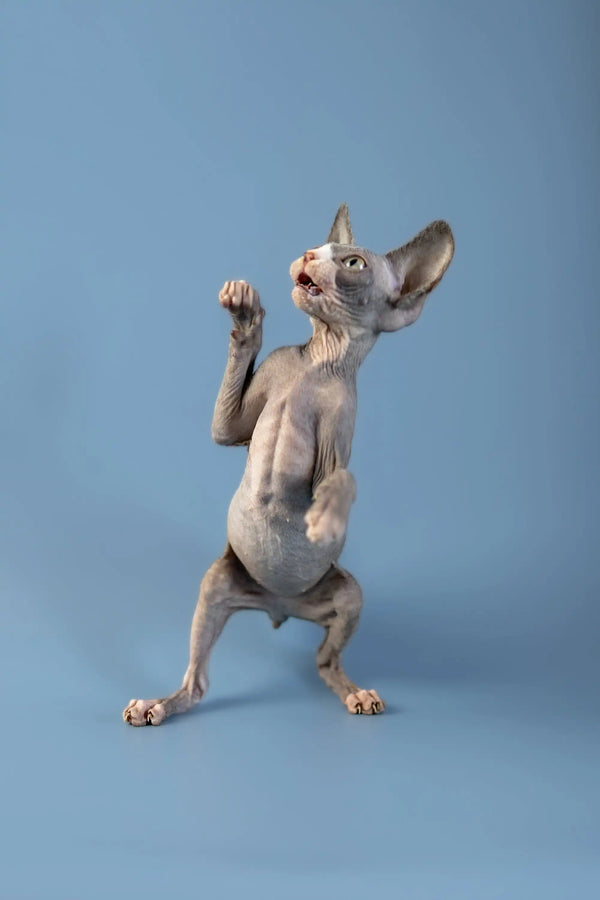 Hairless Canadian Sphynx Kitten standing on hind legs with paw raised