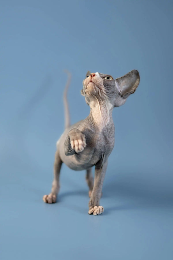 Hairless Canadian Sphynx kitten with wrinkled skin standing tall and gazing upward