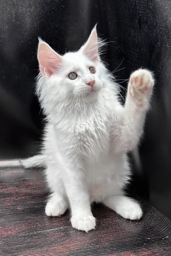 West | maine coon kitten