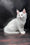 West | Maine Coon Kitten