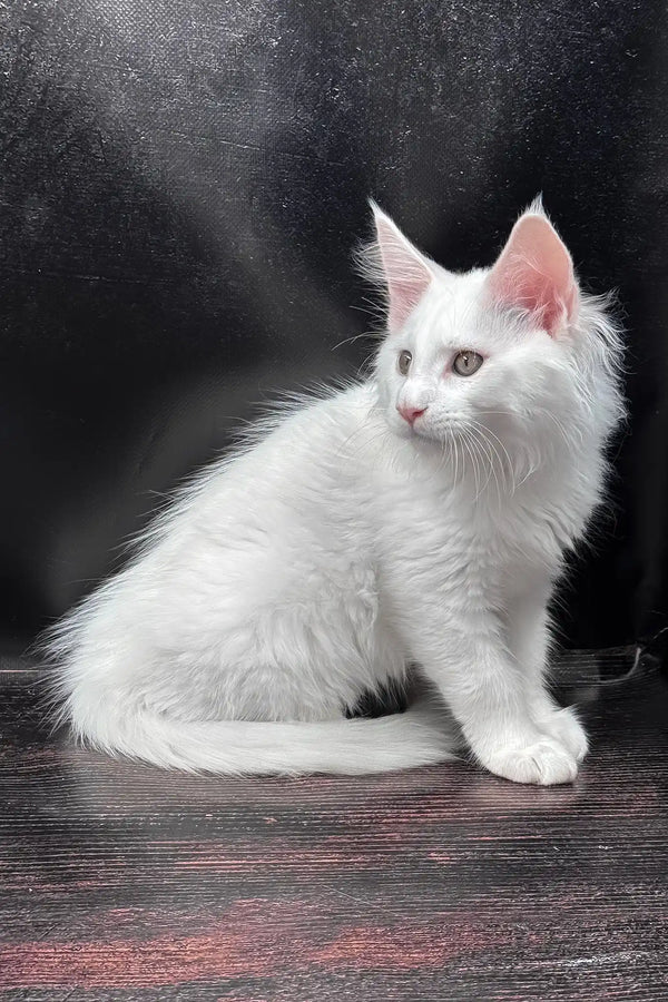 West | maine coon kitten