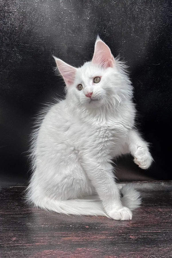 West | maine coon kitten