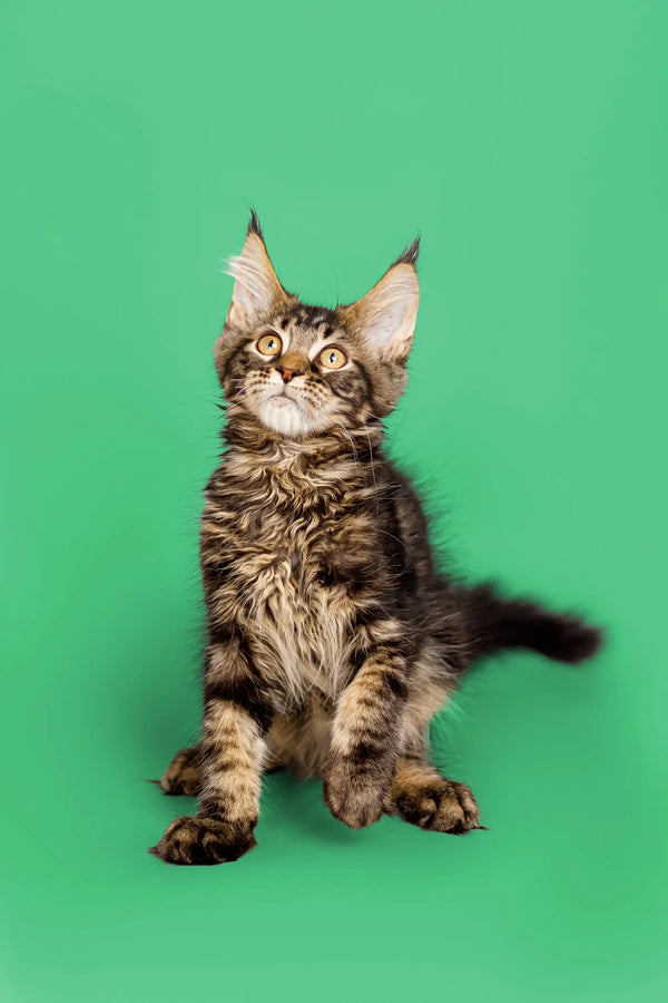 Adorable Maine Coon kitten with tabby markings and cute ear tufts in West collection