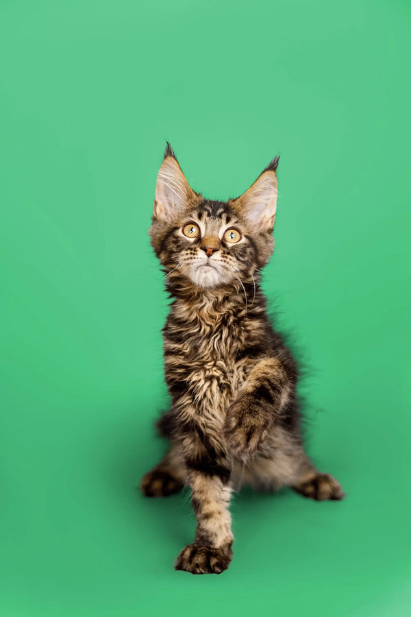 Cute Tabby Maine Coon Kitten with fluffy coat and ear tufts for West | Maine Coon Kitten
