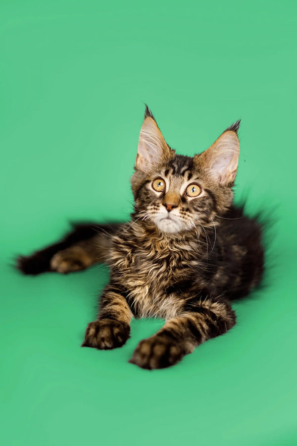 Cute Maine Coon kitten with fluffy coat and ear tufts, perfect for any cat lover