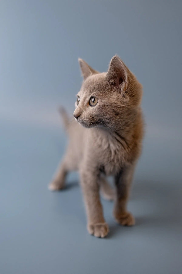 Gray Russian Blue kitten with alert posture and focused gaze, showcasing its charm