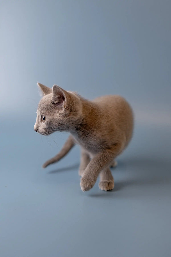 Fluffy beige kitten strutting with one paw up, perfect for a Russian Blue Kitten lover