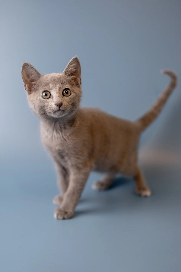 Gray Russian Blue kitten with alert eyes and an upright tail ready for fun