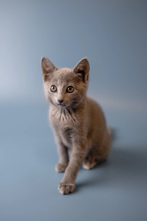 Gray Russian Blue kitten sitting upright with an alert expression