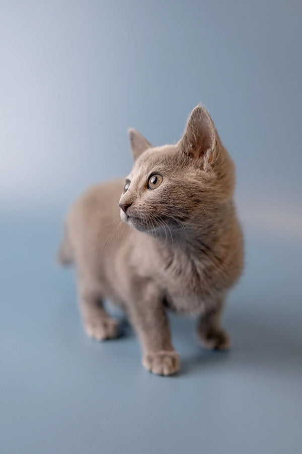Gray Russian Blue kitten with alert ears and wide eyes, super cute and playful