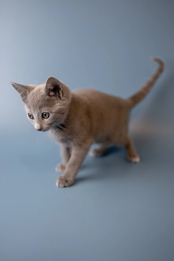 Tan kitten walking with tail raised, showcasing a playful Russian Blue vibe