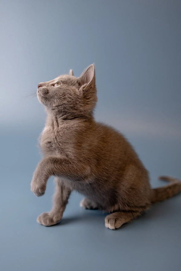 Tan kitten sitting upright with head tilted, showcasing adorable Russian Blue charm