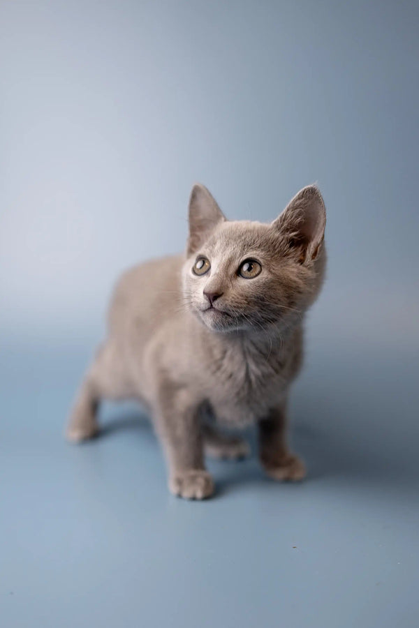 Gray Russian Blue Kitten with alert ears and wide eyes, perfect for your home