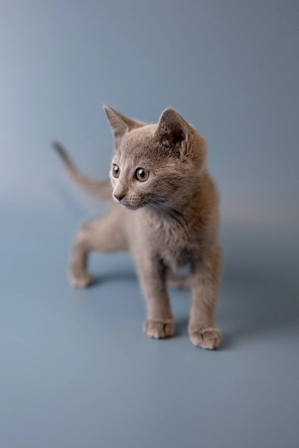 Curious Russian Blue kitten standing alert, showcasing its beautiful gray coat