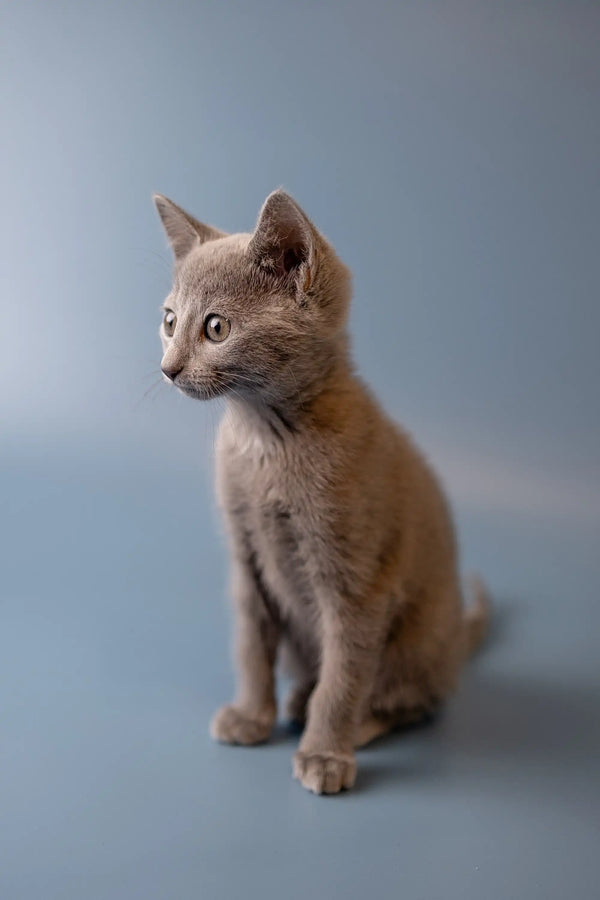 Gray Russian Blue kitten sitting upright with an alert expression, looking adorable