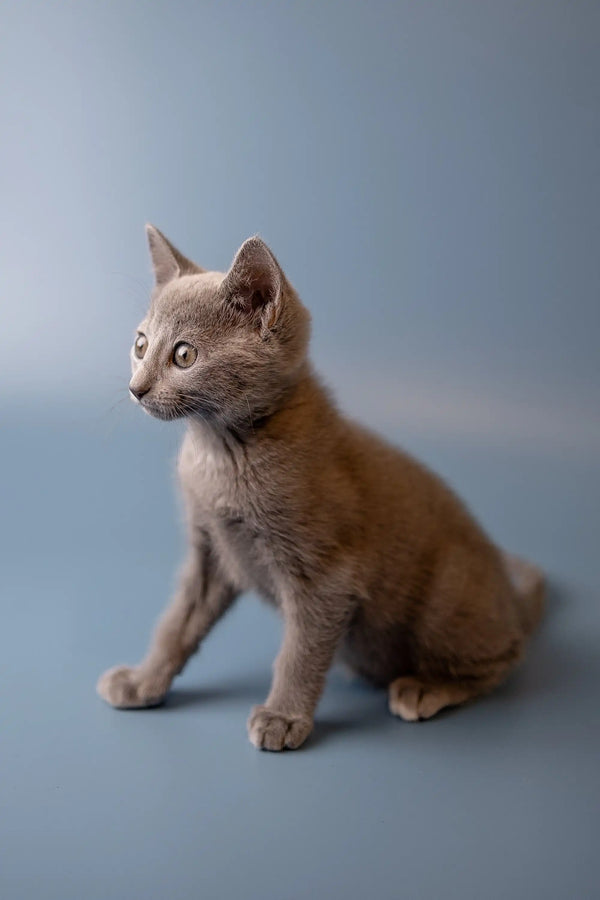 Gray Russian Blue kitten sitting upright with an alert expression, looking adorable
