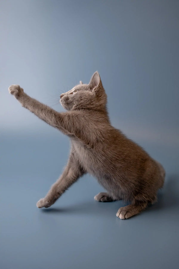 Gray Russian Blue kitten stretching its paw playfully in a cute pose