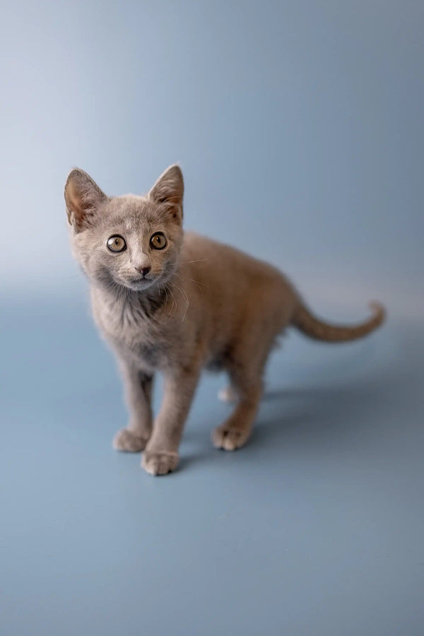 Gray Russian Blue kitten standing alert with wide eyes, showcasing its playful spirit