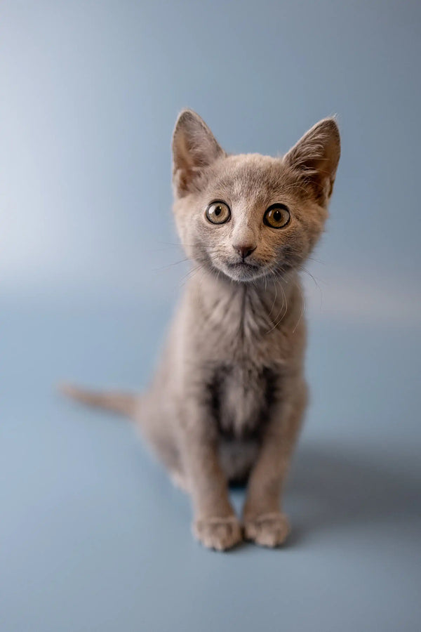 Gray Russian Blue kitten with wide eyes standing upright, super adorable and alert