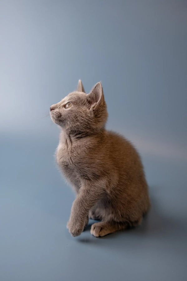 Gray Russian Blue kitten sitting upright and curiously looking to the side
