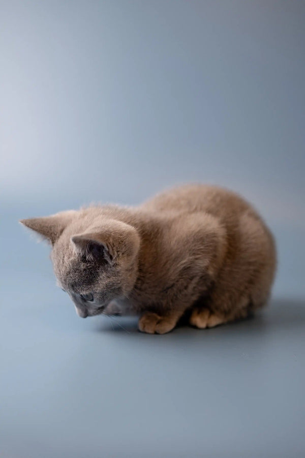 Cream-colored kitten looking cute, showcasing the charm of a Russian Blue kitten