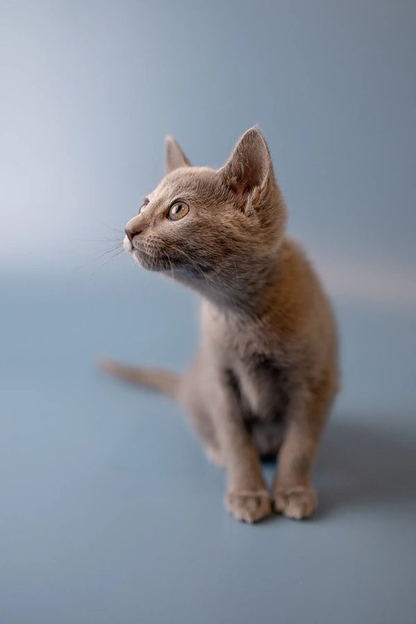 Curious Russian Blue kitten with light fur gazing upward and looking alert
