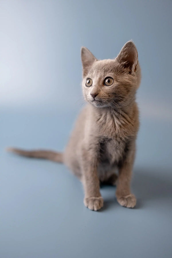 Gray Russian Blue kitten with alert eyes and perked ears, perfect for pet lovers