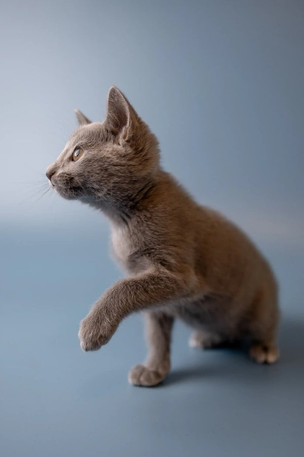 Gray Russian Blue kitten sitting with one paw raised, looking super cute