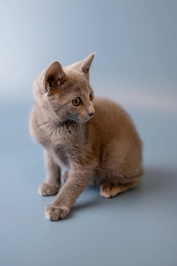 Cream-colored kitten looking attentive beside a cute Russian Blue kitten named Westa