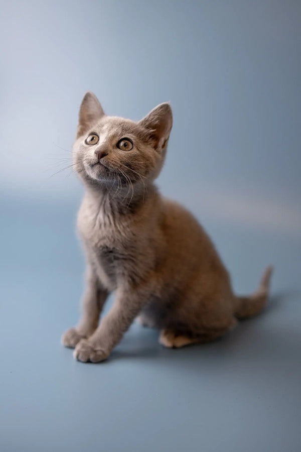 Curious Russian Blue kitten with wide eyes and perked ears sitting upright