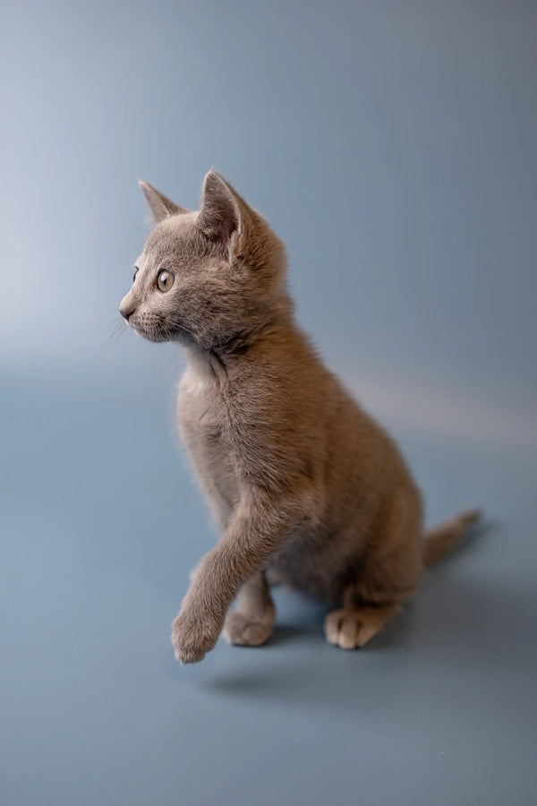 Gray Russian Blue kitten sitting alert, charmingly cute and ready for fun
