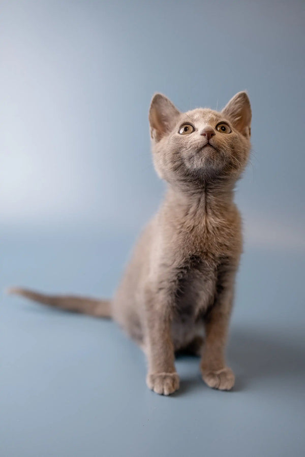 Pale-colored Russian Blue kitten sitting upright, gazing up with an alert look
