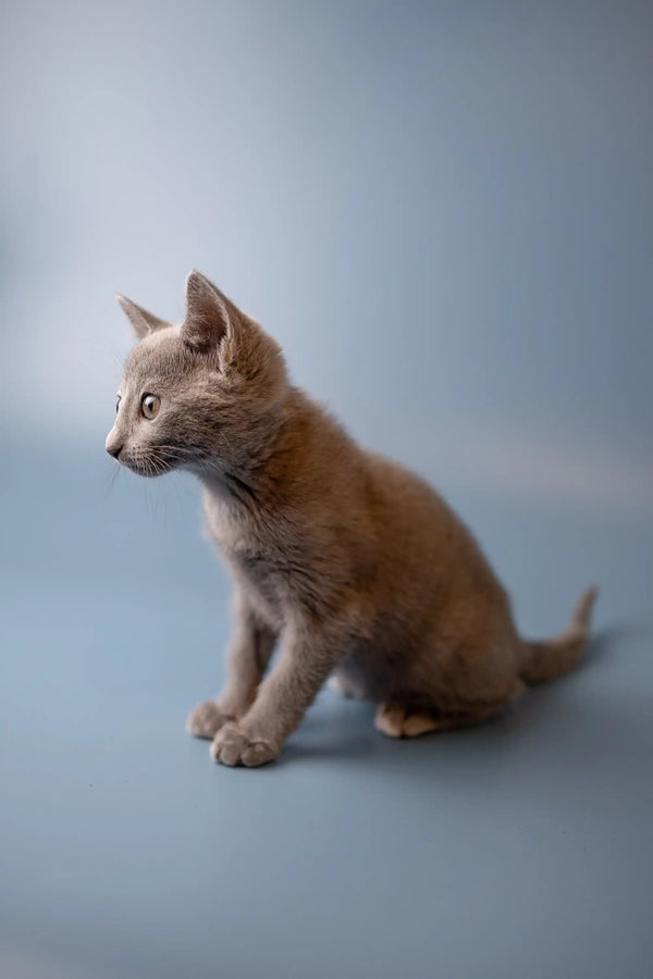 Gray Russian Blue kitten sitting attentively with alert ears, perfect for cat lovers