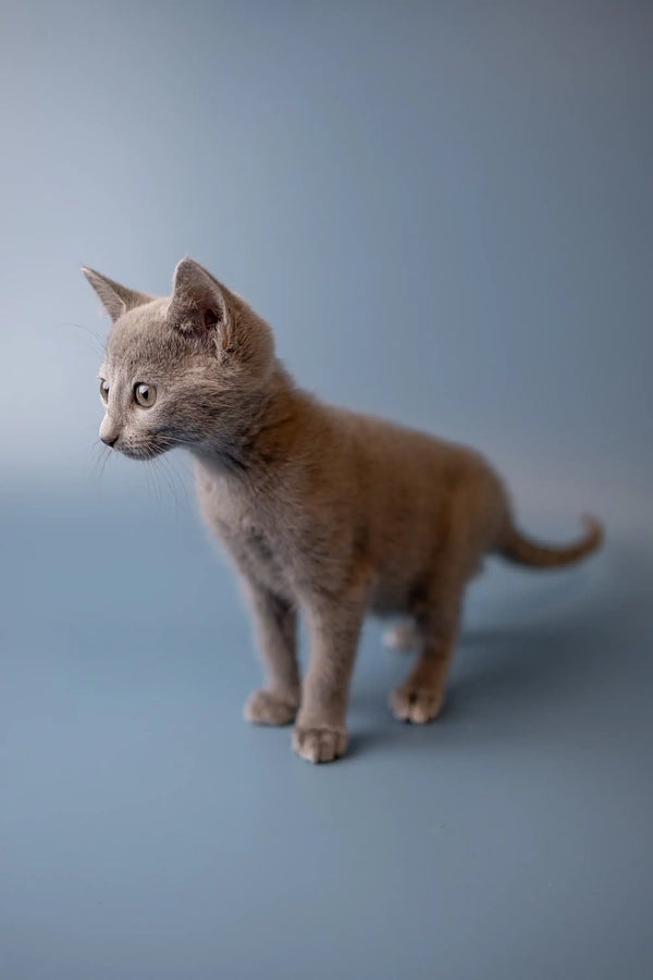 Gray Russian Blue kitten standing alert with perked ears, ready for fun