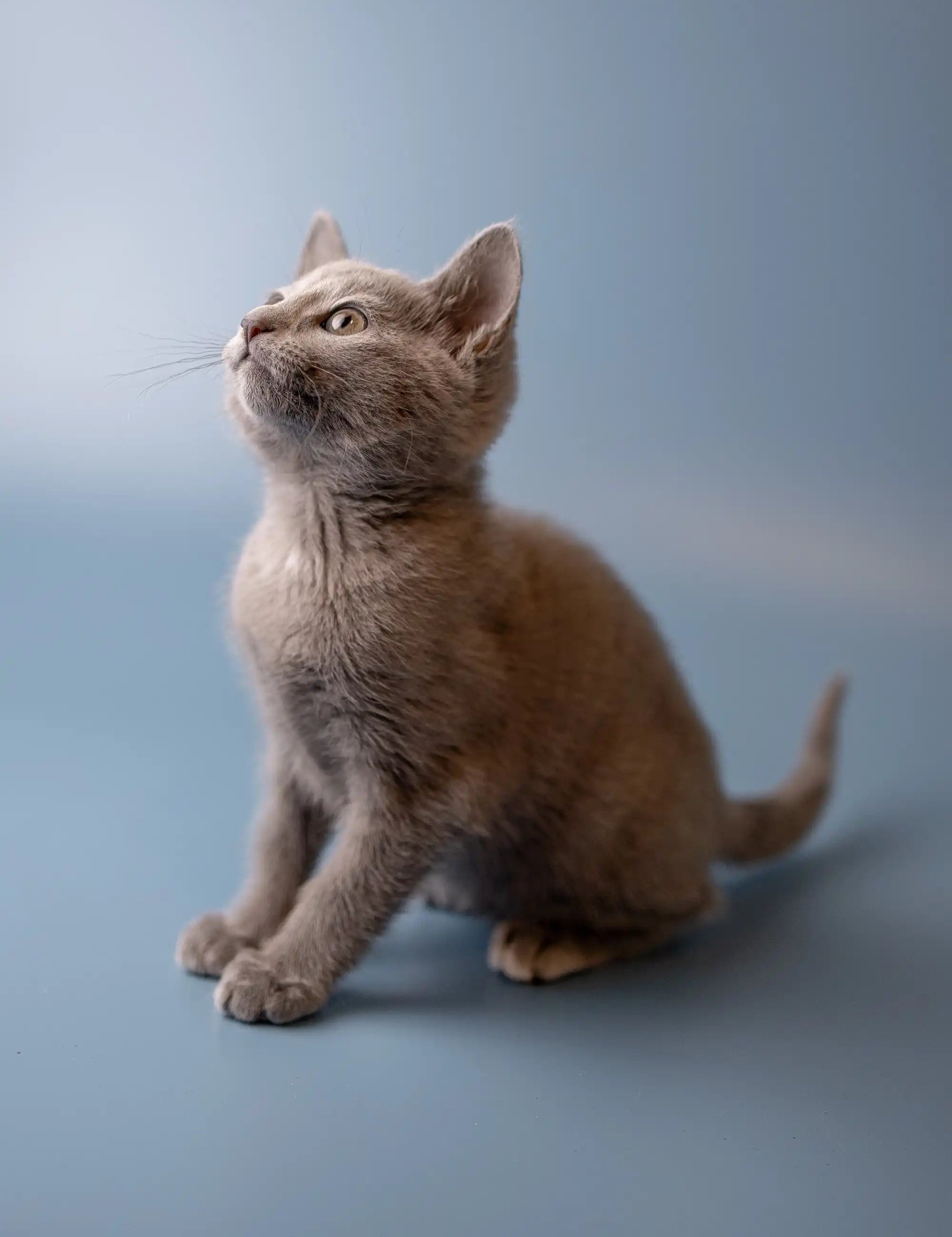 Ukranian Blue Kittens For Sale Westa | Russian Kitten