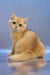 Wester | british shorthair kitten