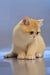 Wester | british shorthair kitten