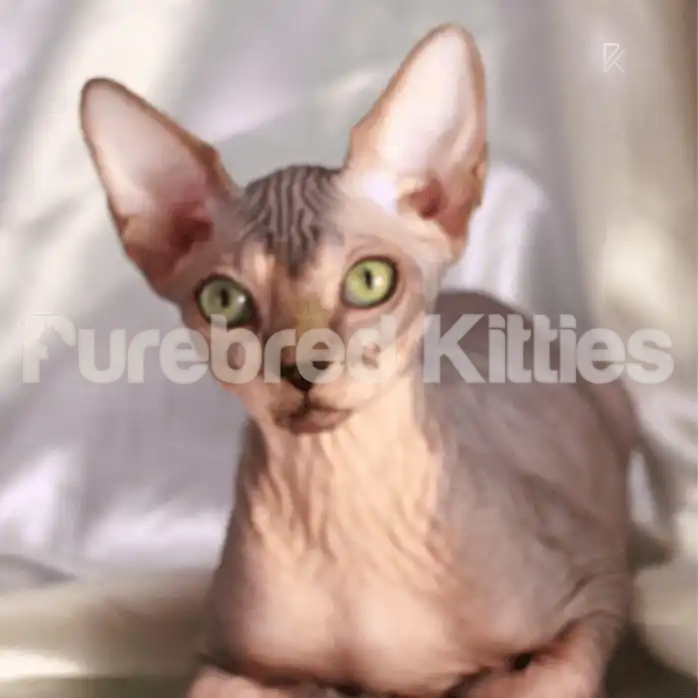 Sphynx Cats for Sale | Kittens For Western | Kitten