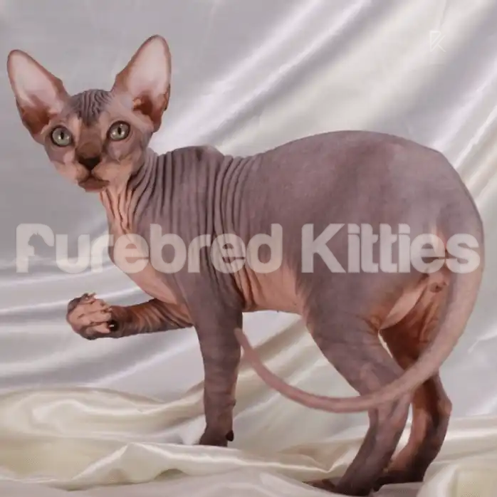 Sphynx Cats for Sale | Kittens For Western | Kitten