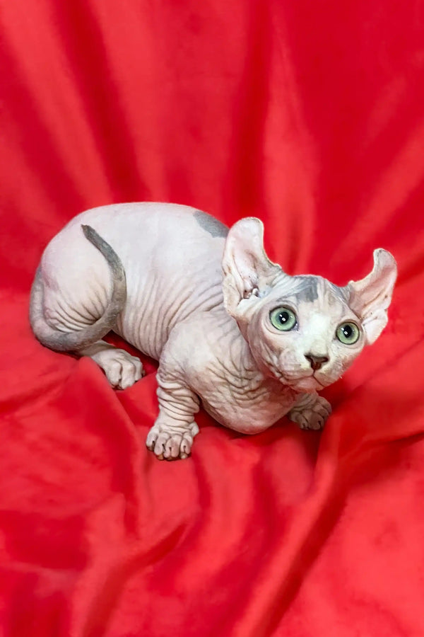 Hairless Dwelf Sphynx kitten with green eyes lying on red fabric
