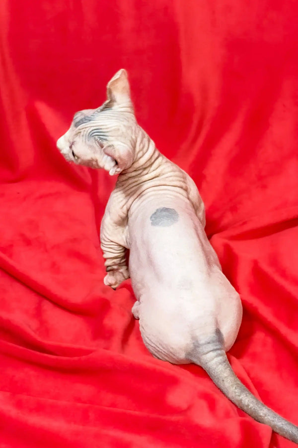 Hairless Dwelf Sphynx Kitten lounging on bright red fabric