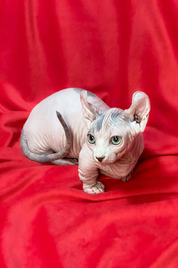Hairless Dwelf Sphynx kitten with wrinkled skin sitting on red fabric