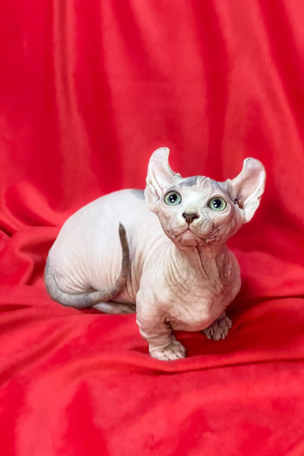 Hairless Dwelf Sphynx Kitten with big ears and green eyes on a red backdrop
